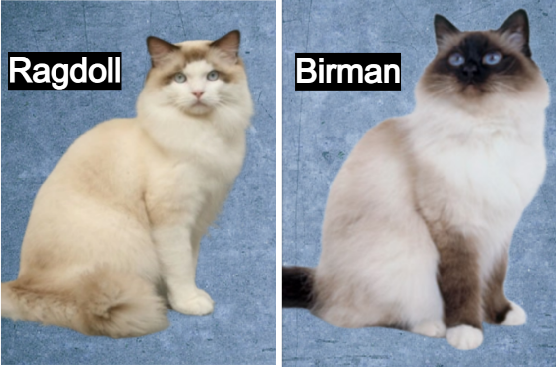 Birman vs Ragdoll: Body Structure and Size