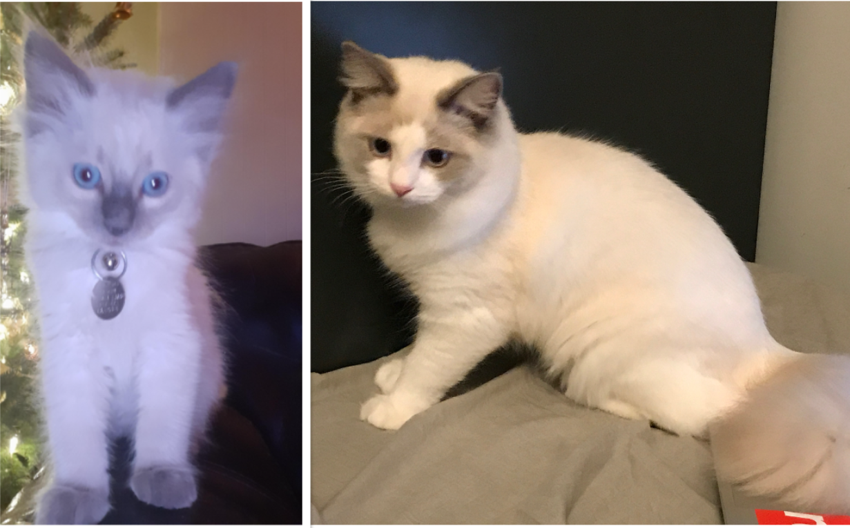 non-fluffy ragdoll cats