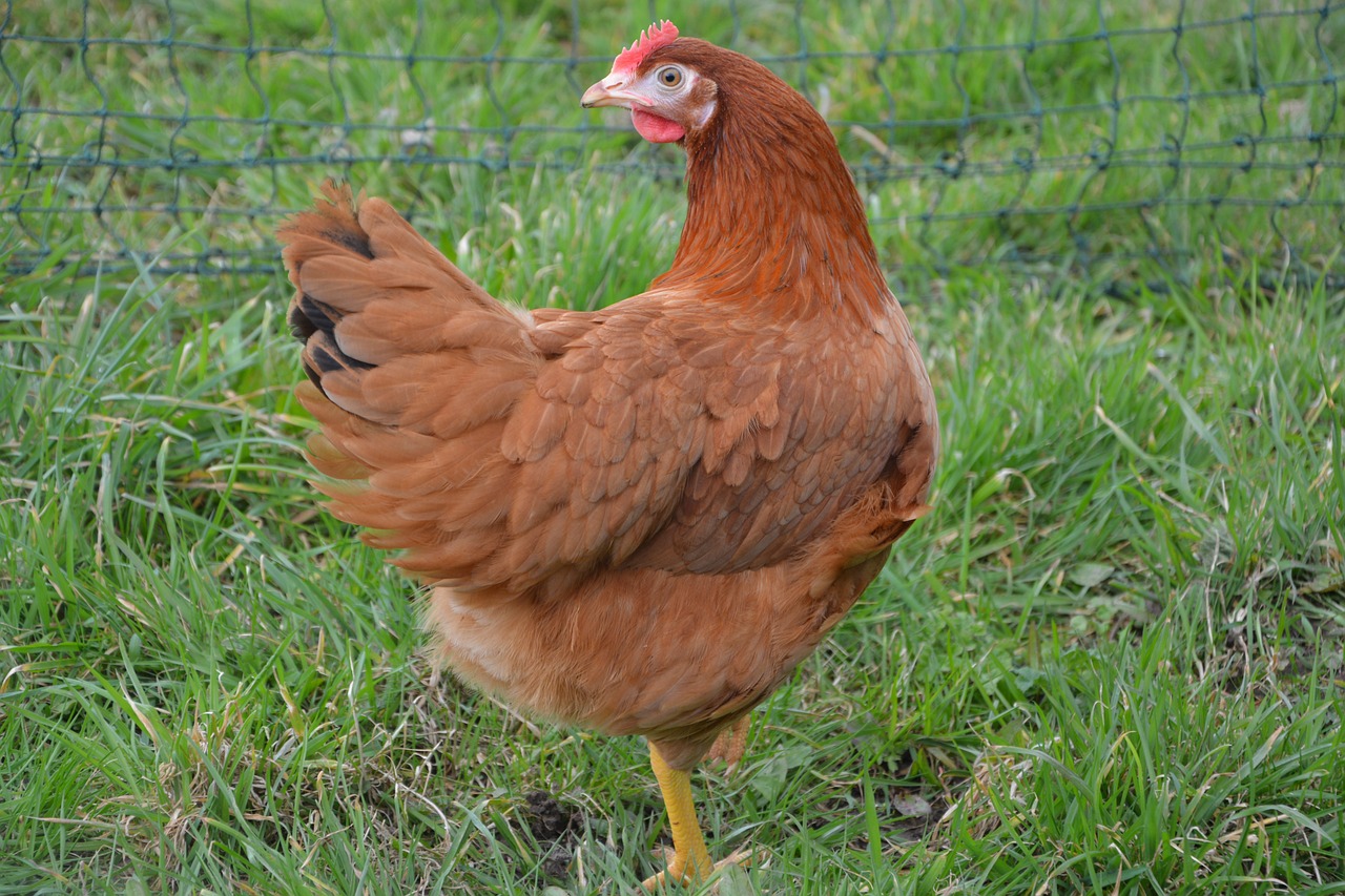 A red hen in a backyard