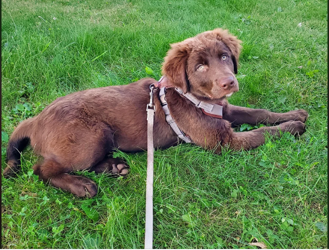 A solid red Australian Shepherd
