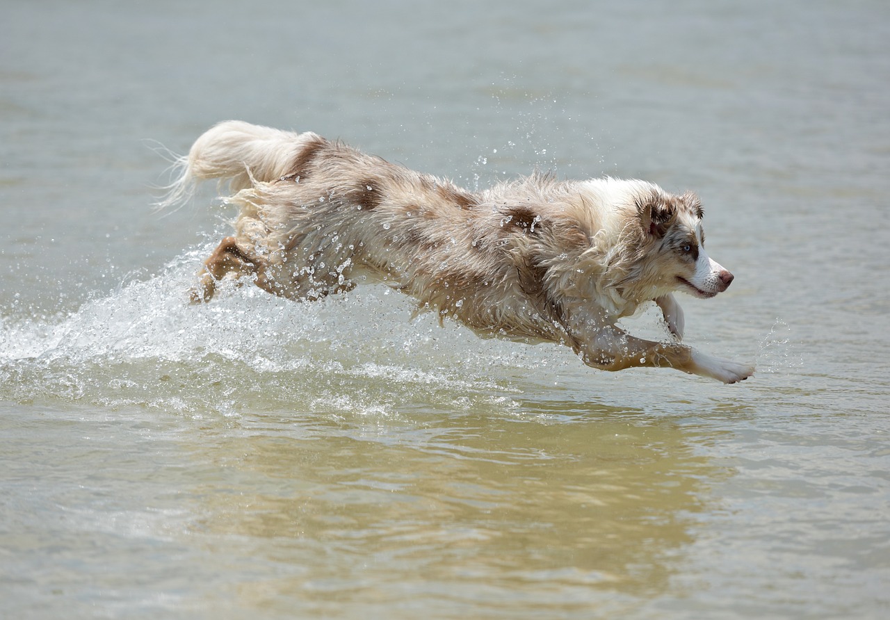 A red merle Australian Shepherd diving in the water