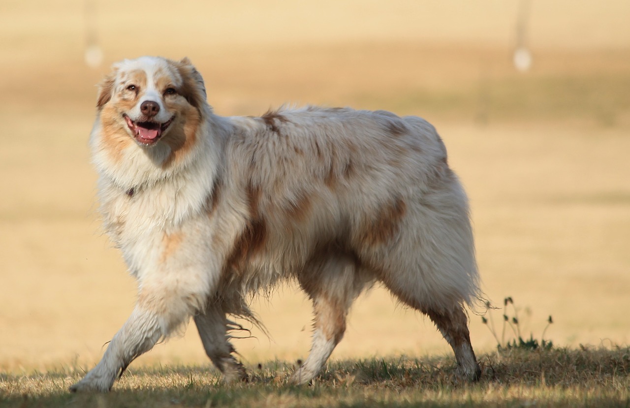 A smiling red merle Australian Shepherd