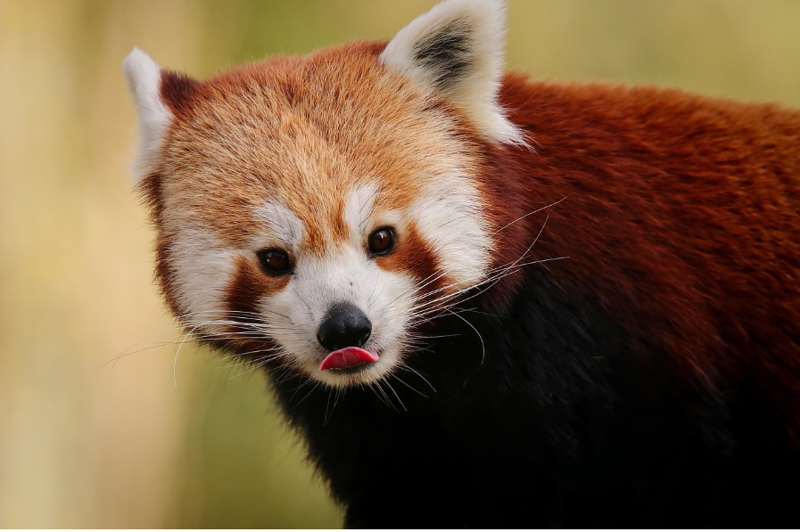 a Red Panda