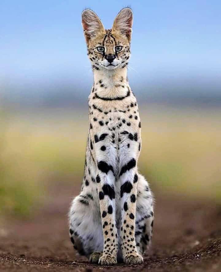 A Serval Cat