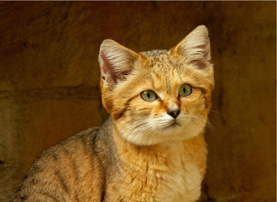 a cute Sand Cat
