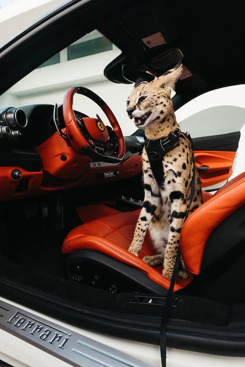 A pet African serval cat in a car