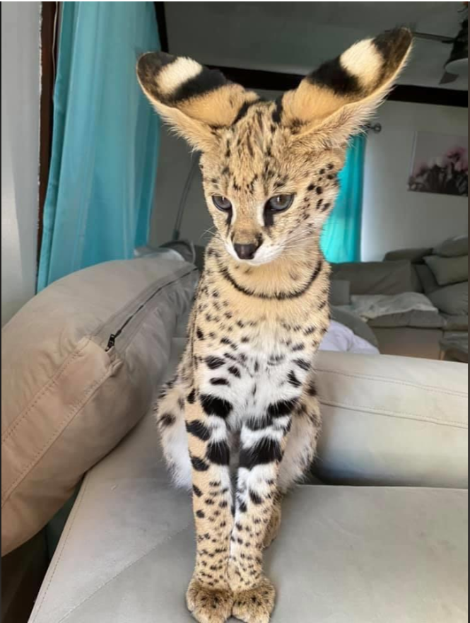 A pet Serval Cat sitting on top of a couch
