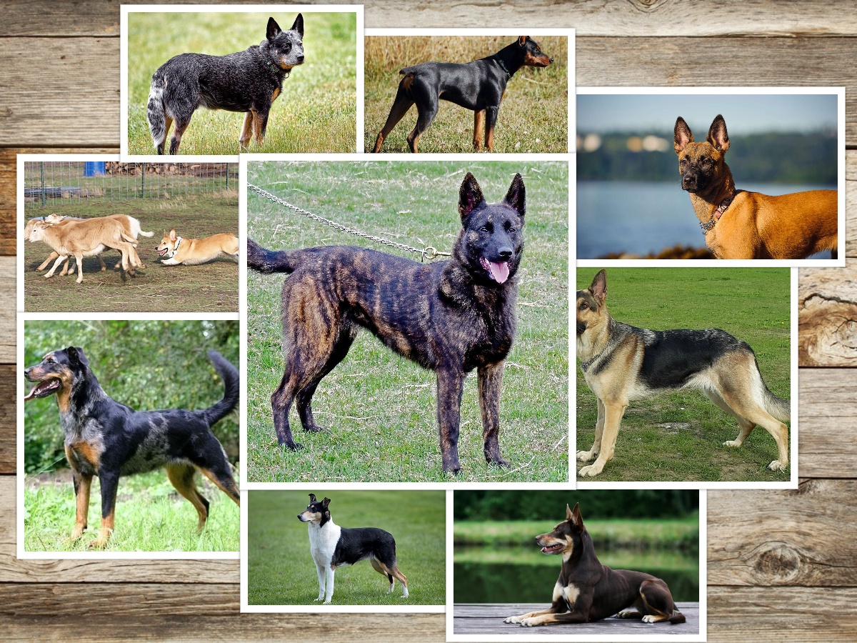 A Collage of Shepherd Dog Breeds