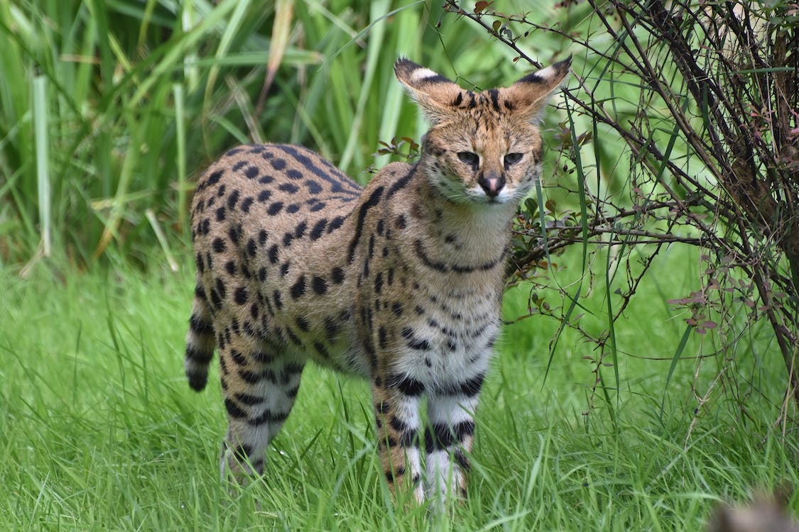 A captive Serval Cat