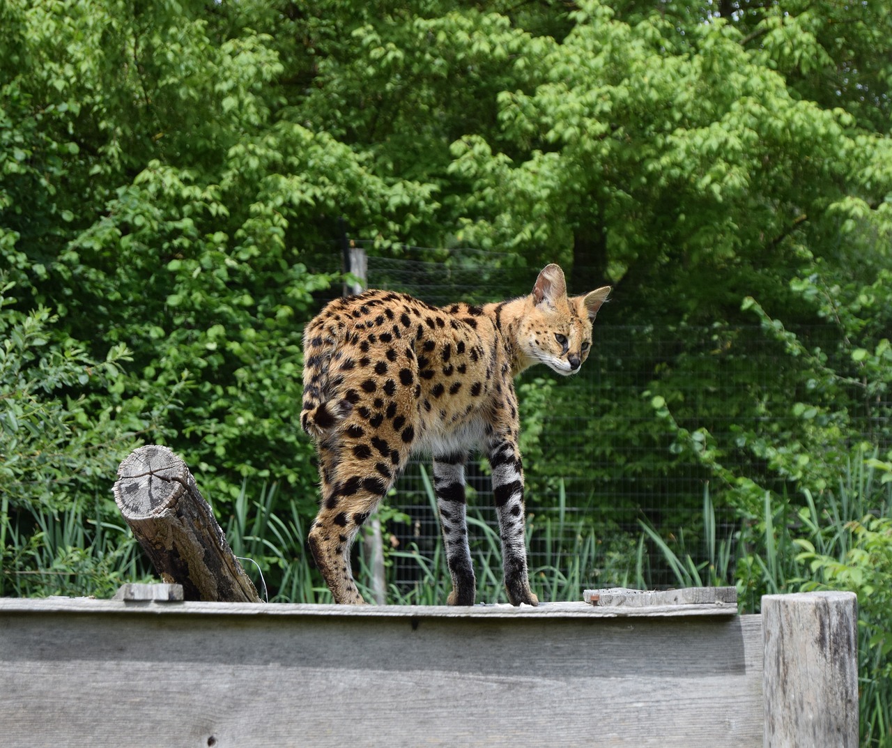 A Serval Cat at a zoo