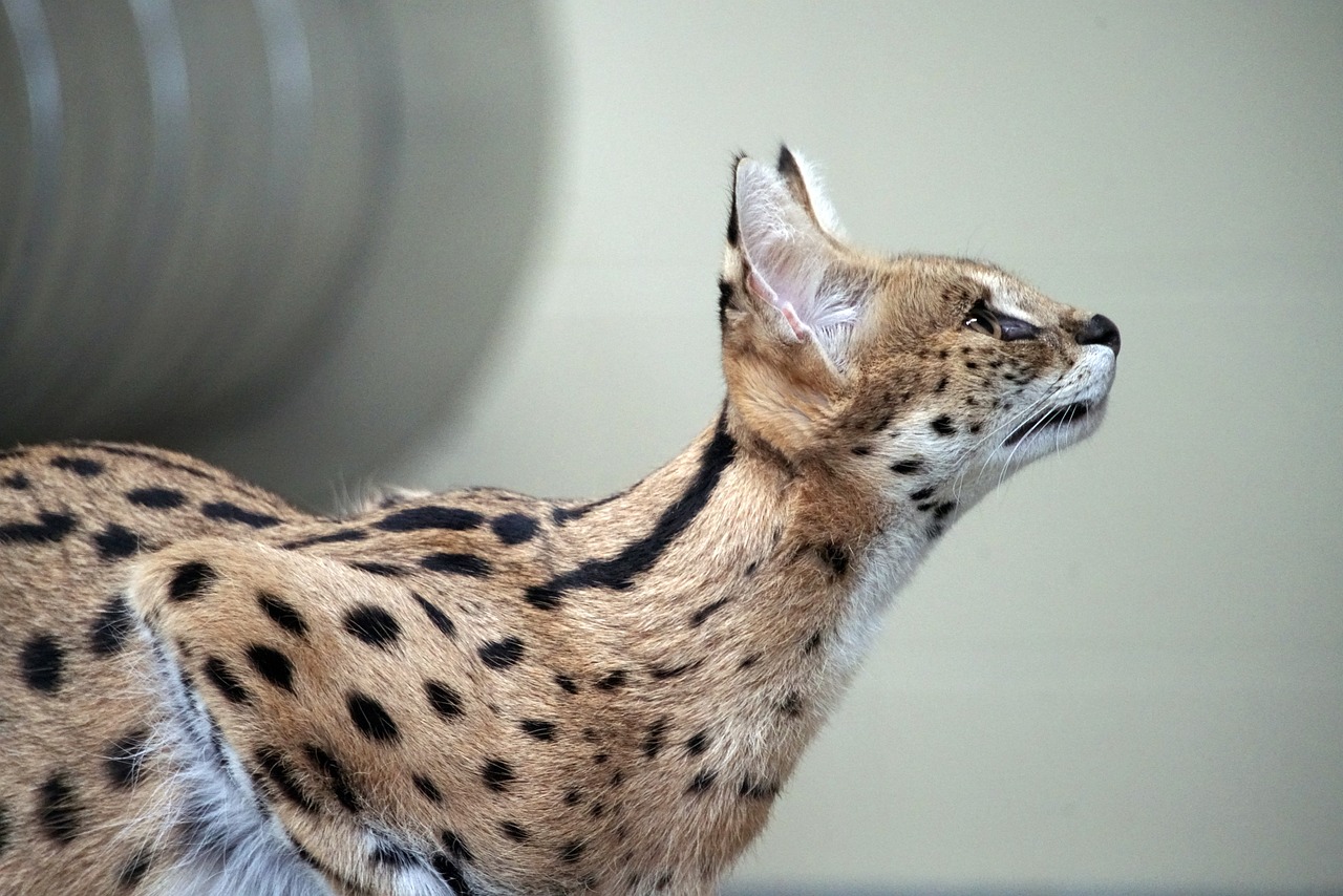 A Serval Cat