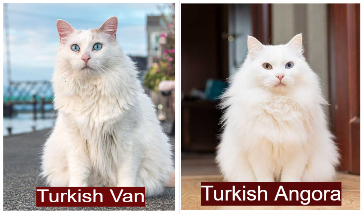 Turkish Van vs Turkish Angora Size