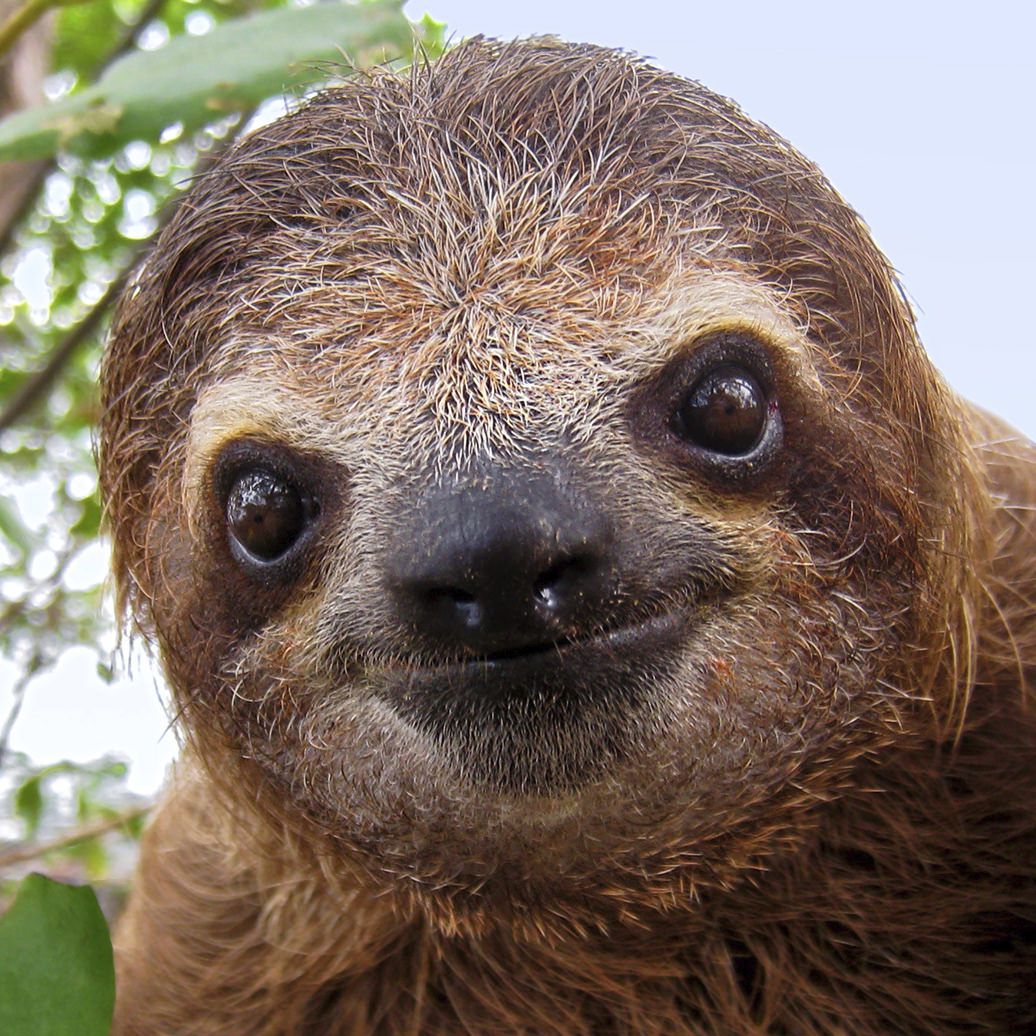 A sloth's face
