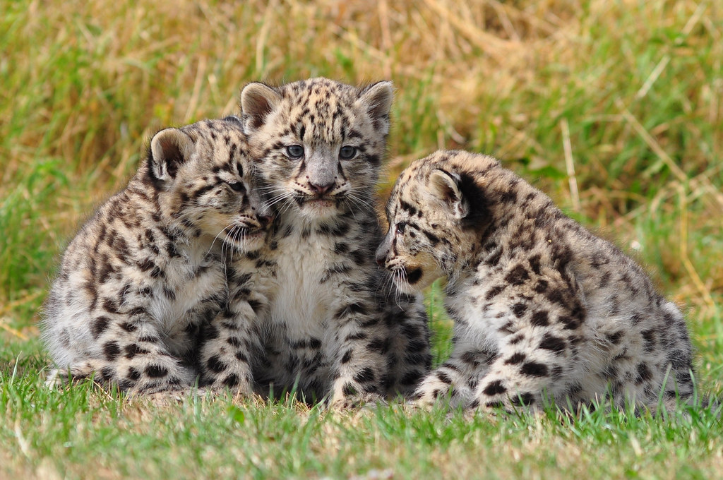Three Cute Snow Leopard Cubs