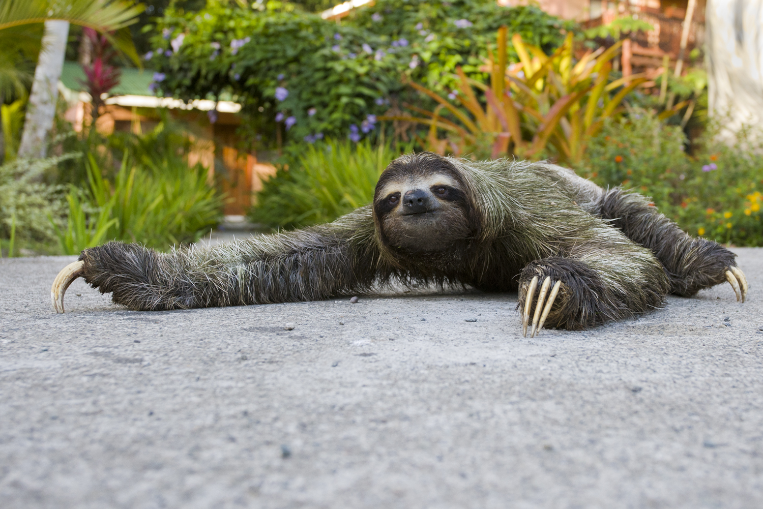 a Sloth Crossing The Road