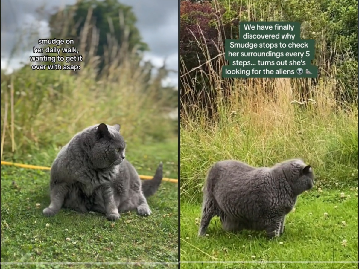 A fat cat exercising