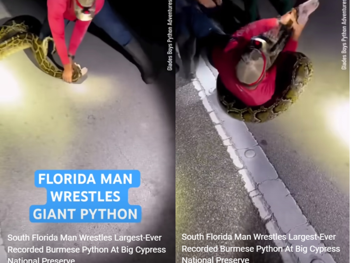 A Florida Man Wrestling a Burmese Python