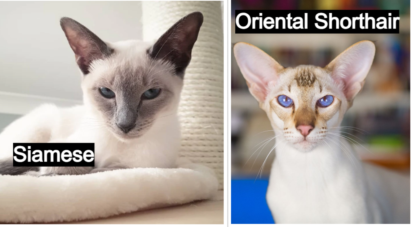 Siamese and Oriental Shorthair