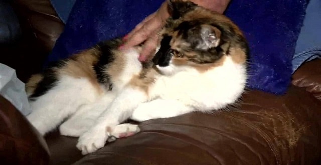 Squeak the oldest cat