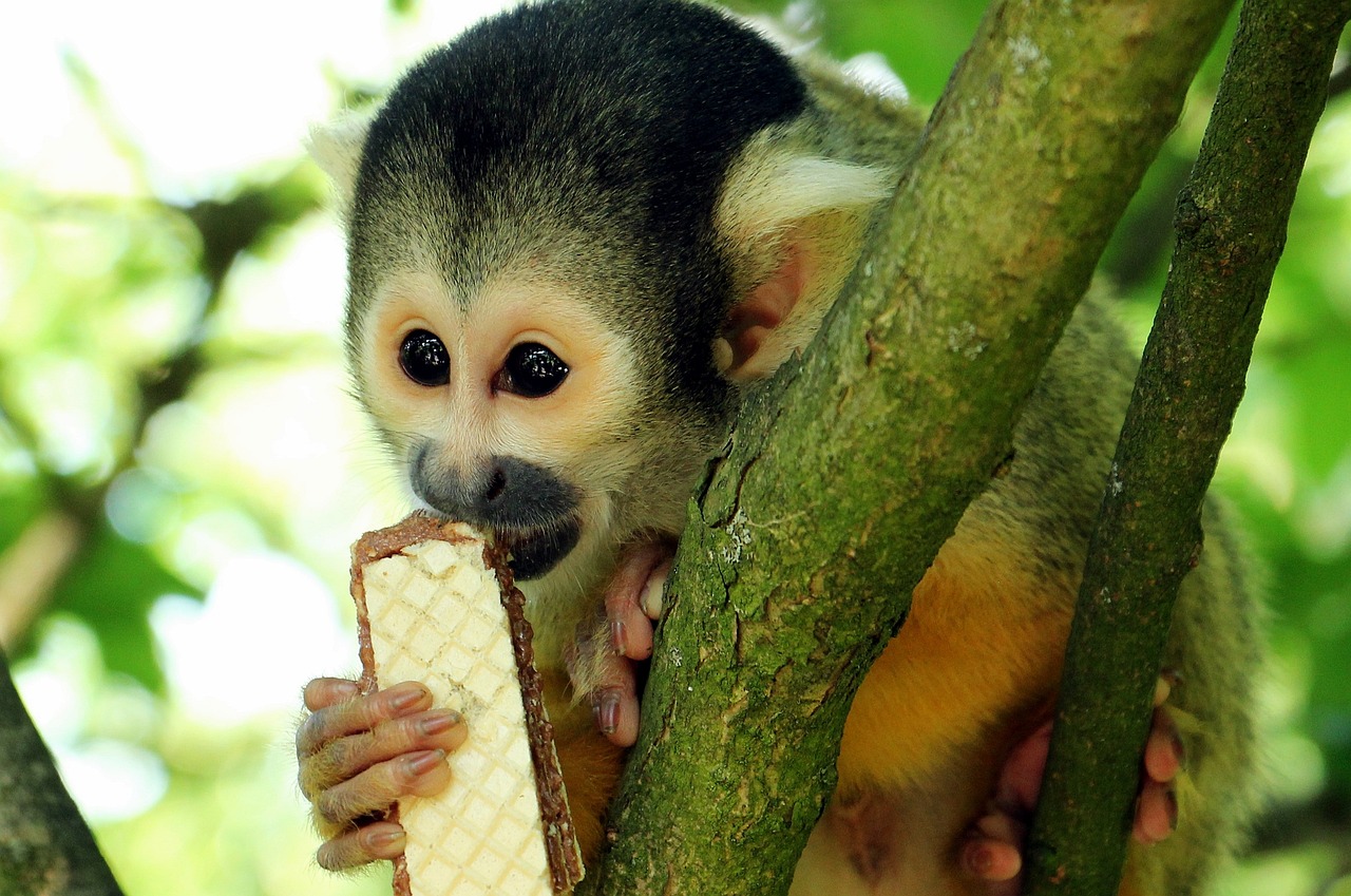 A Squirrel monkey eating chocolate biscuit