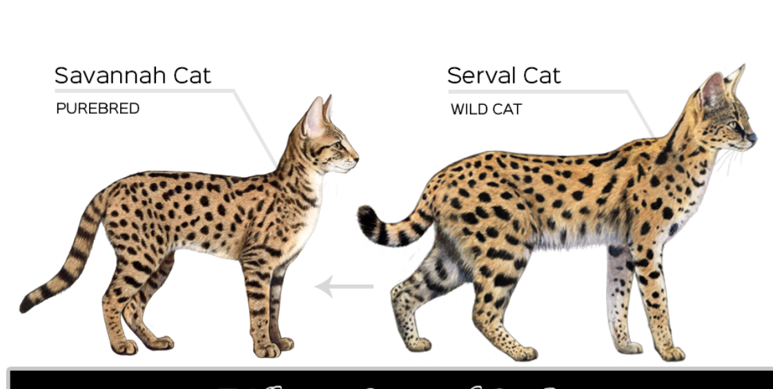 Oprah Winfrey and Dog Sadie