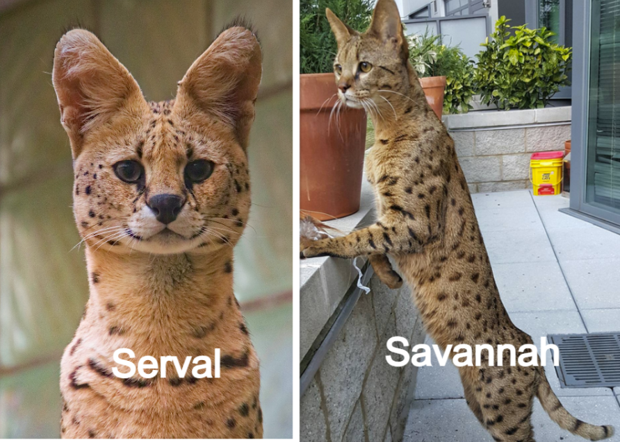 A Serval cat vs a Savannah cat