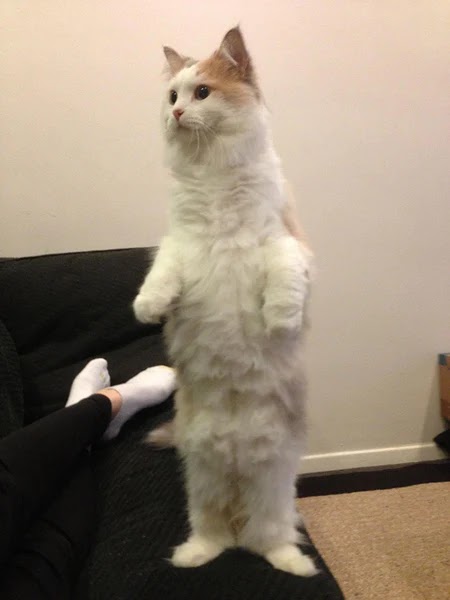 A cat standing on its hind legs