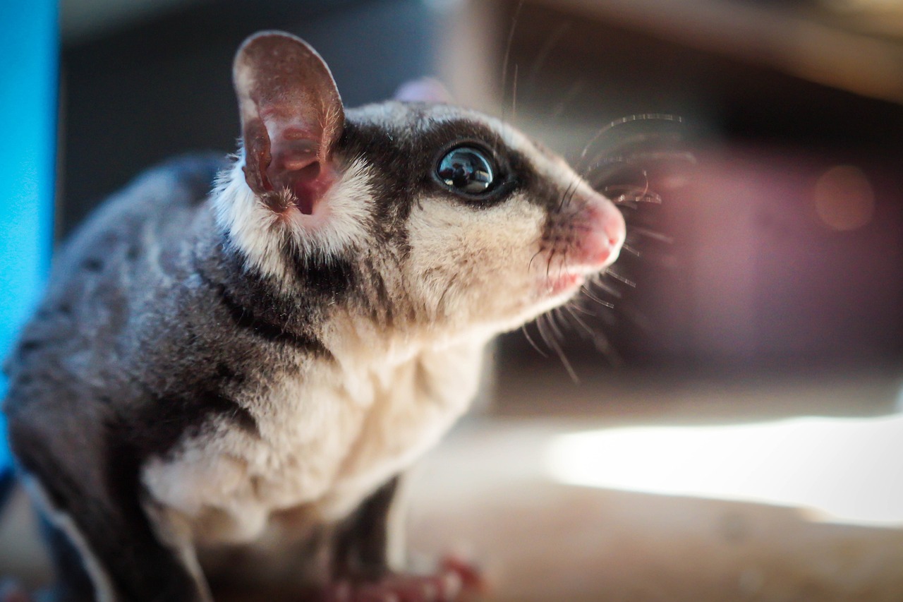 A pet Sugar Glider