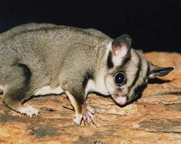 A pet Sugar glider