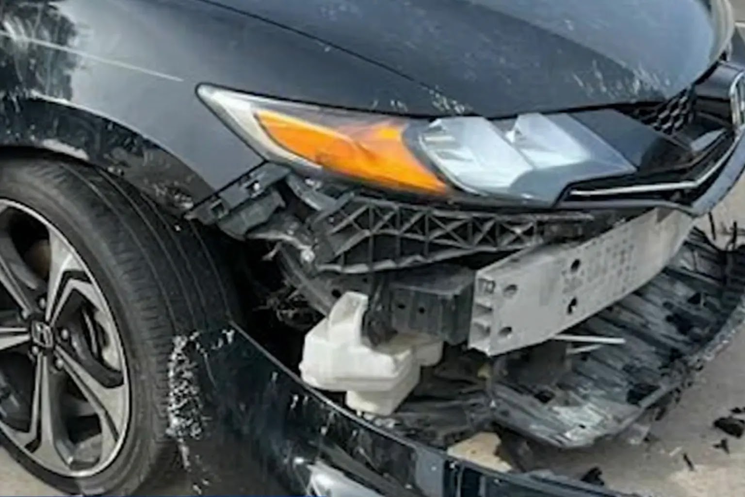 2 Stray Dogs Destroy Cars at Texas Dealership
