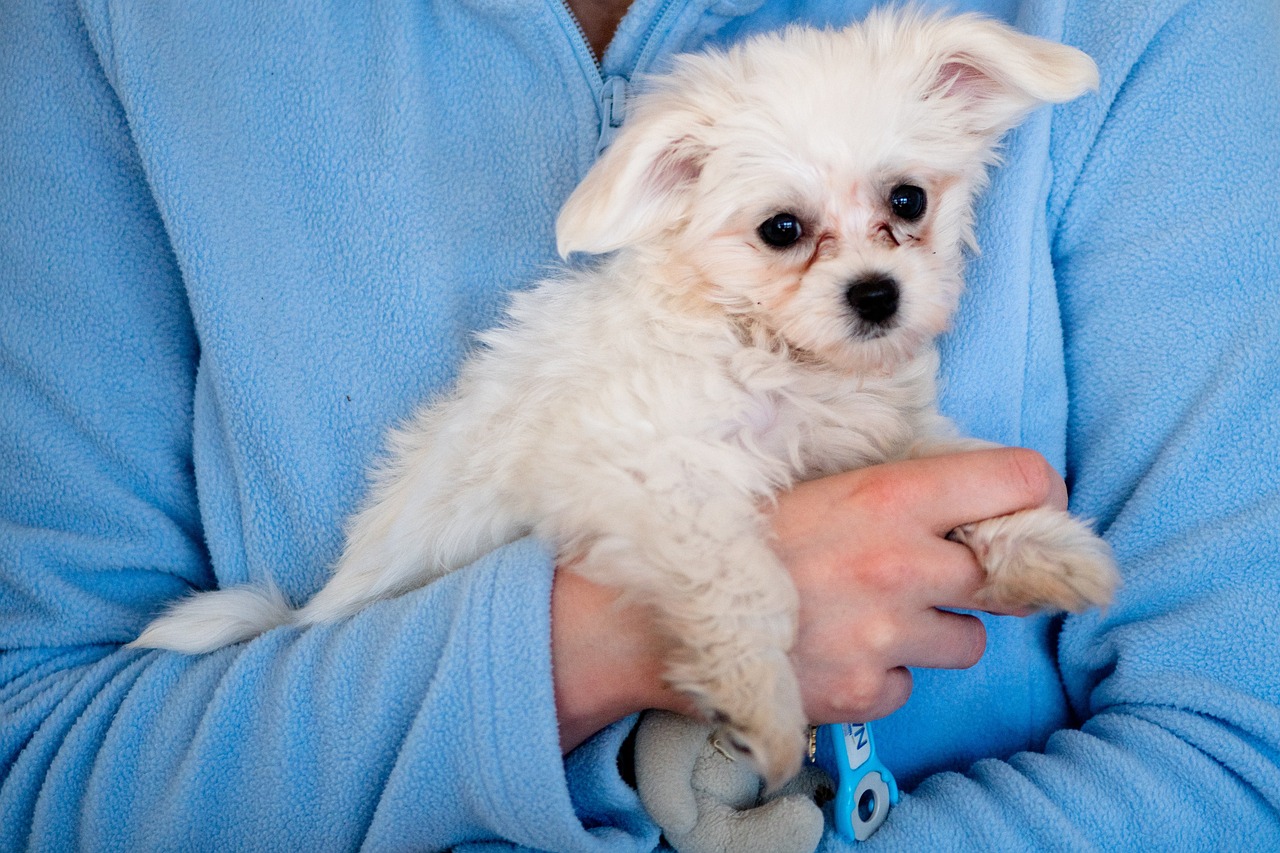 a vet carrying a traumatized dog