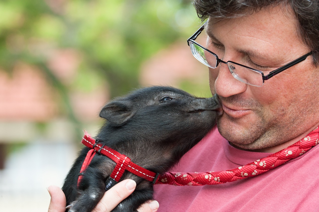 A man cuddling his pet tea-cup pig
