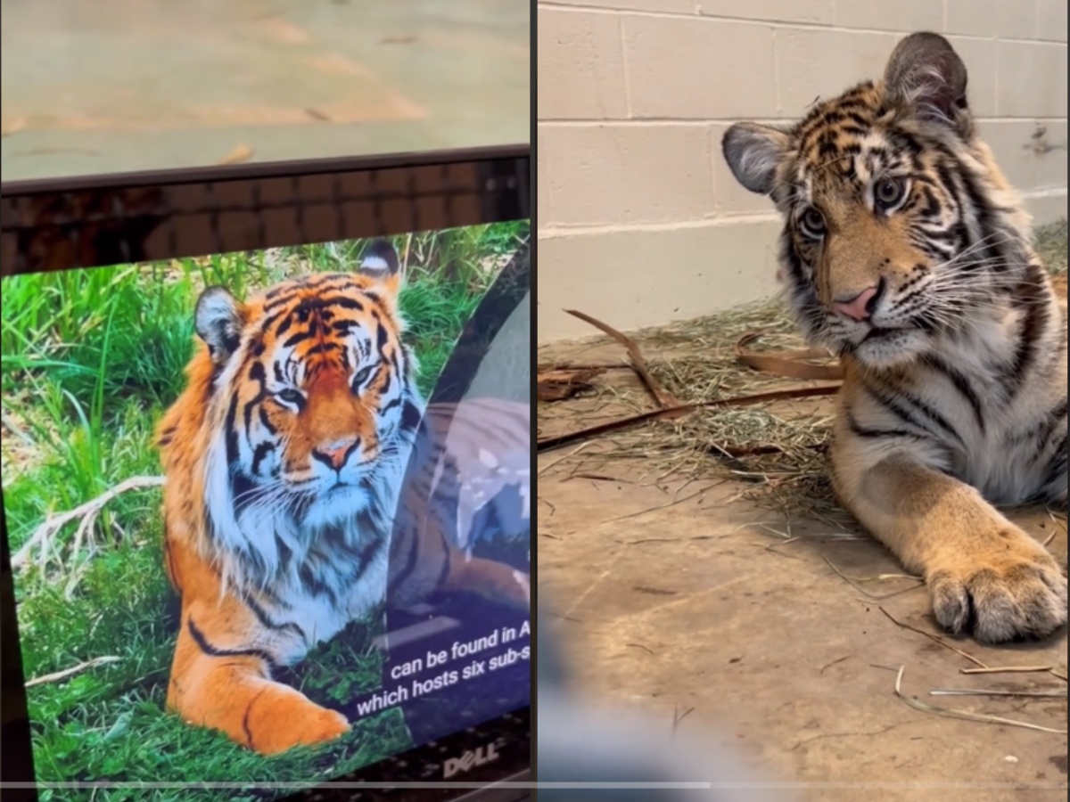A tiger watching a documentary on Laptop