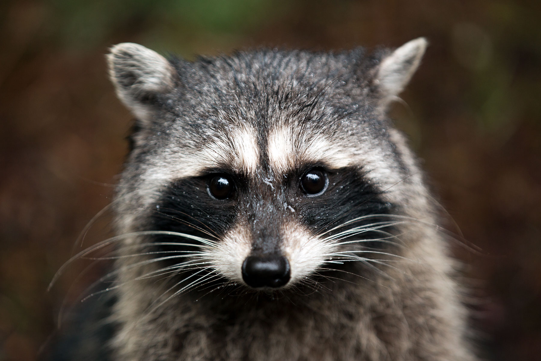 A raccoon's face
