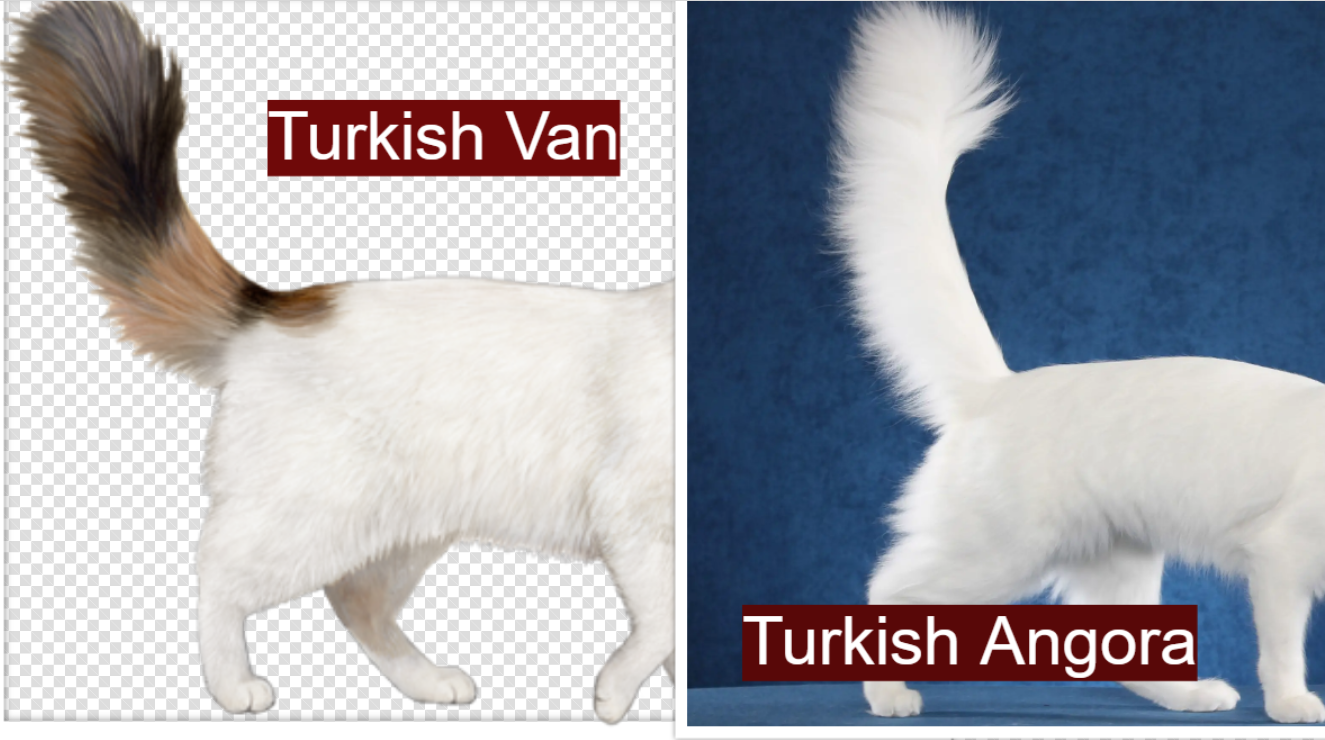 Turkish Van vs Turkish Angora Tail