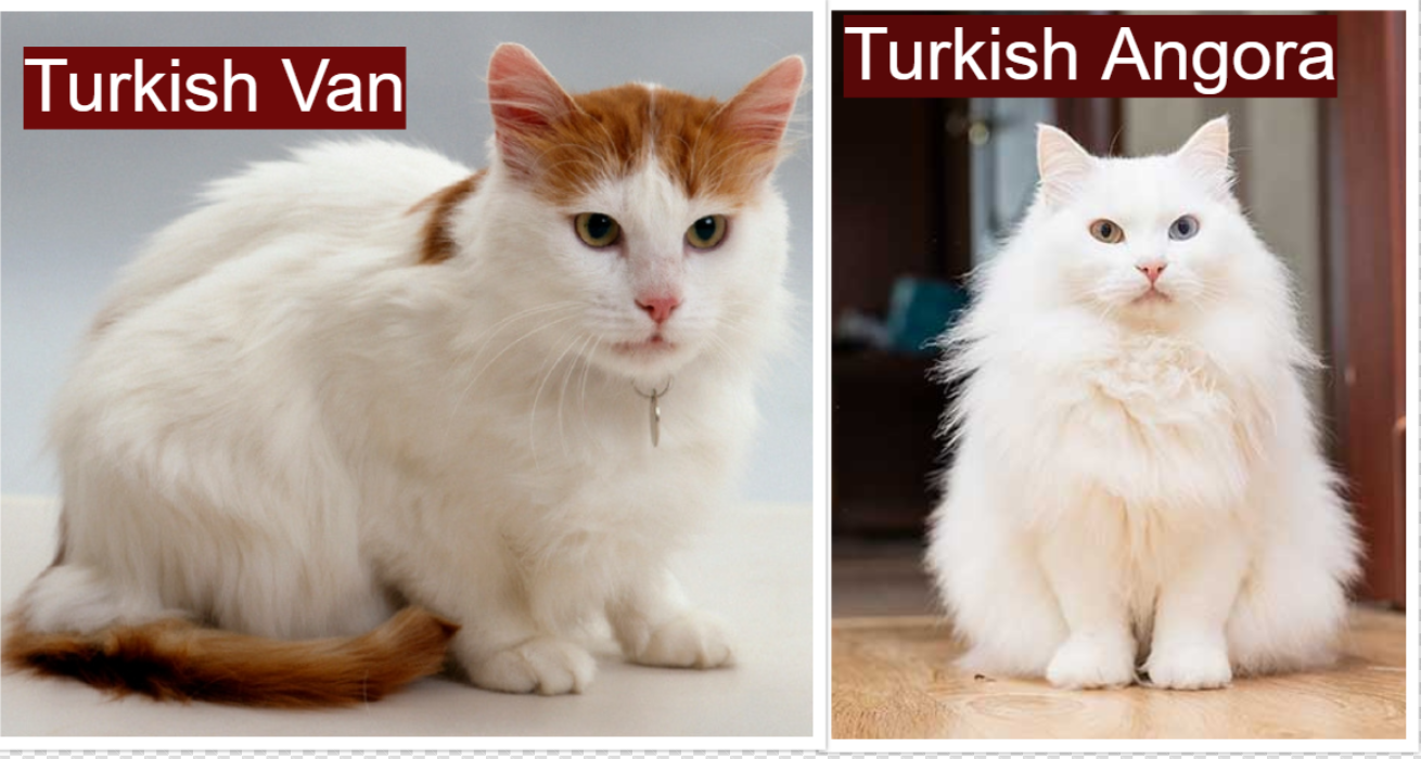 Turkish Van vs Turkish Angora Coat