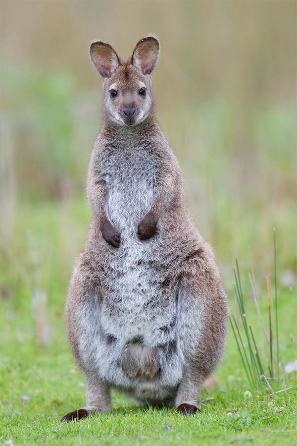 Identical twins with their husbands