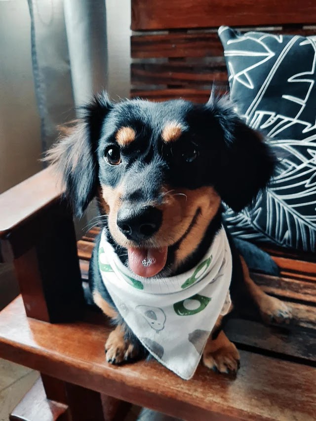 Dorgi the dachshund and corgi mix