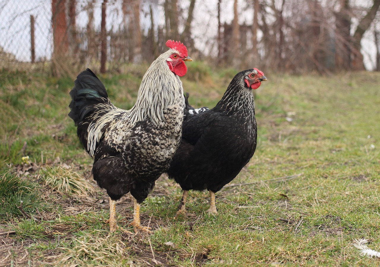 A hen and a rooster in a fenced enclosure