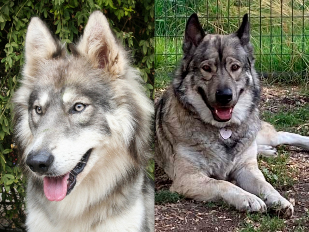 2 wolf-dog hybrids