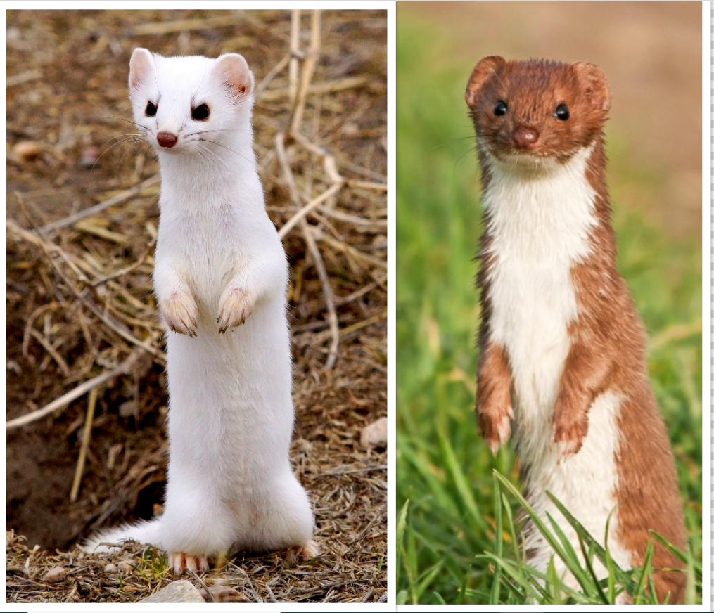 Two standing Weasels