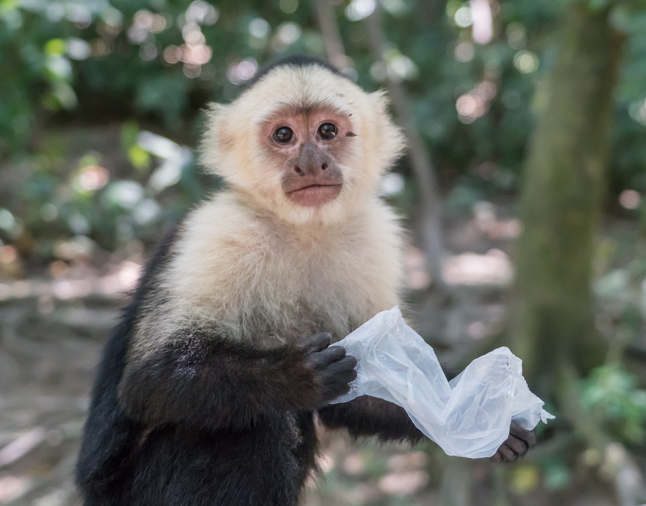 A captive Capuchin monkey
