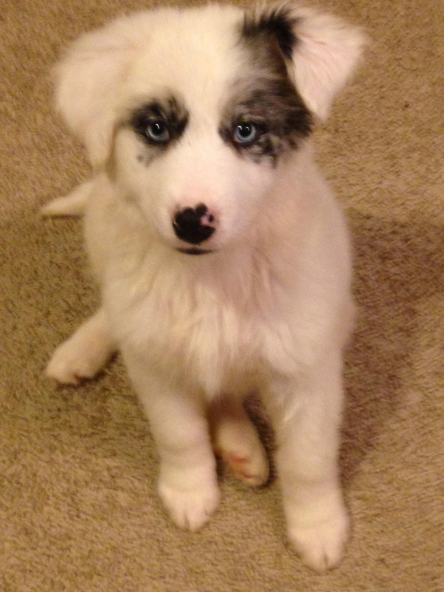 A White Australian Shepherd puppy
