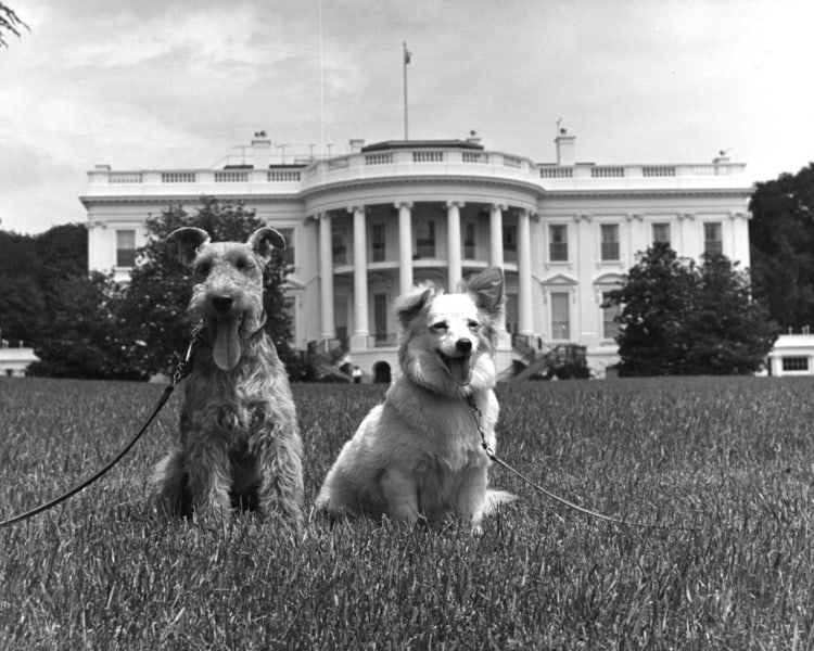US Presidential Dogs