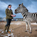 Can You Have a Pet Zebra in The UK?