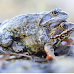 Female Frogs Employ Deceptive Tactics to Evade Mating: Study