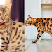 Bengal Cat Legal and Illegal States 2024
