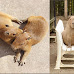 Are Pet Capybaras Legal in The United States?