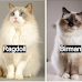 Birman vs Ragdoll: What Are The Differences?