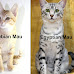 Arabian Mau vs Egyptian Mau